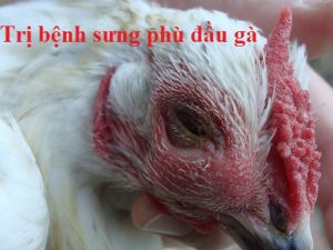 bệnh sưng phù đầu gà