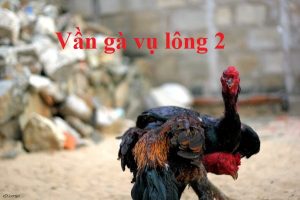 vần gà vụ 2