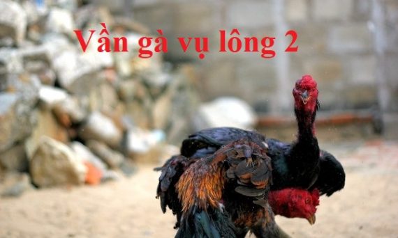 vần gà vụ 2