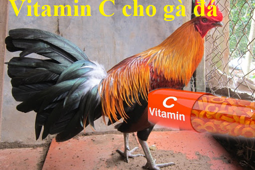 Vitamin c cho gà