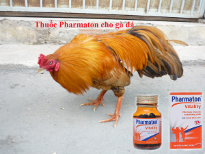 thuốc Pharmaton cho gà đá