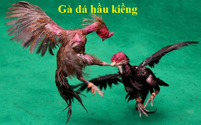 gà chọi hầu kiềng