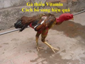 gà thiếu vitamin