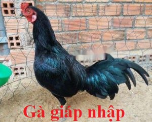 gà giáp nhập