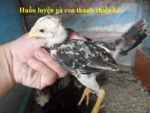 huấn luyện gà con