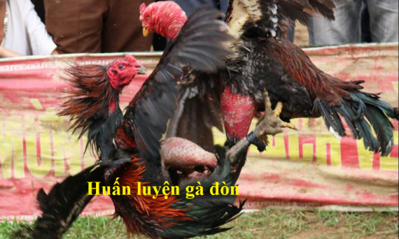 huấn luyện gà đòn