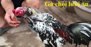 Gà chọi lười ăn