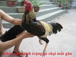 gà chọi mất gân