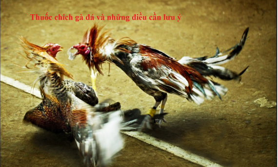 Thuốc chích gà đá