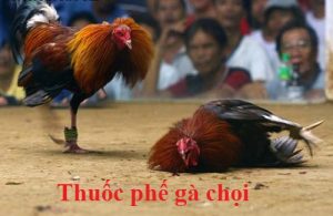 Thuốc phế gà chọi