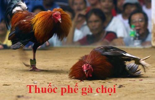 Thuốc phế gà chọi