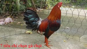 chọn gà chọi hay