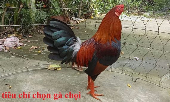 chọn gà chọi hay