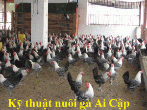 Gà ai cập