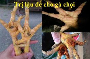 trị gà bị lậu đế