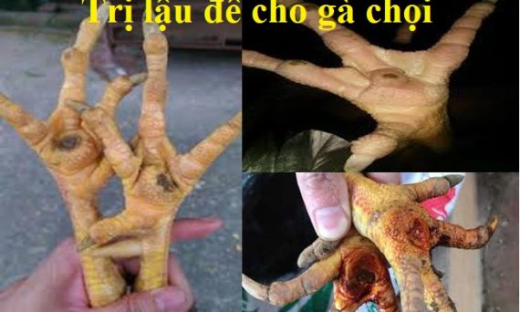 trị gà bị lậu đế