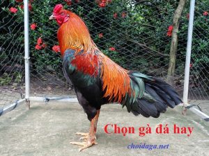 Chọn gà đá