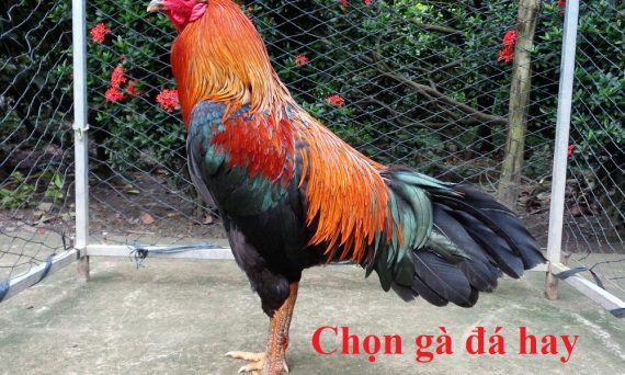 Chọn gà đá