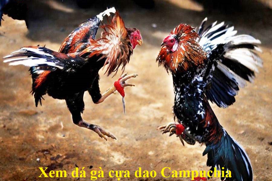 dagacuadaocampuchia