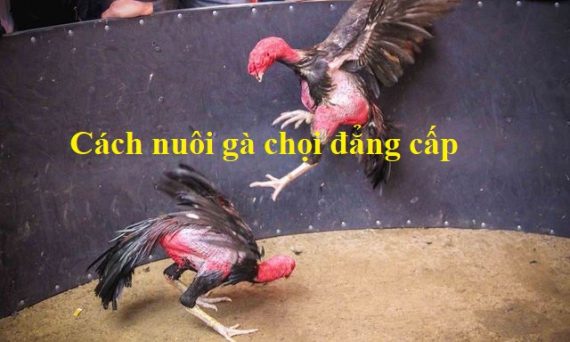 nuôi gà chọi đẳng cấp