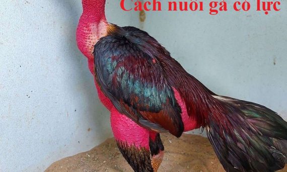 nuôi gà có lực