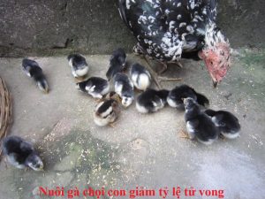 nuôi gà chọi con