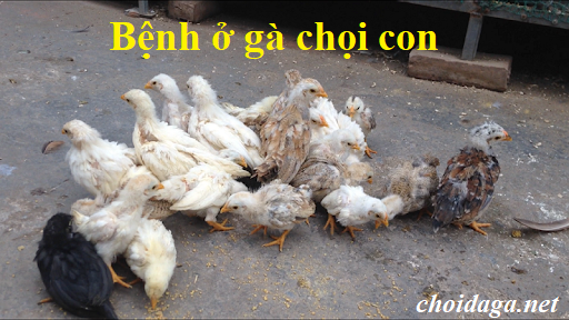 Bệnh gà chọi con