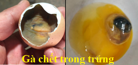 Gà chết trong trứng