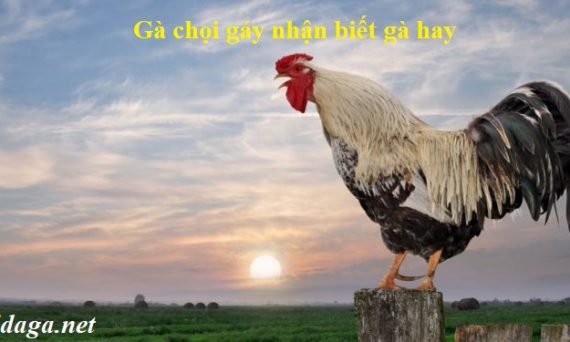 Gà chọi gáy