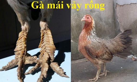 gà mái vảy rồng