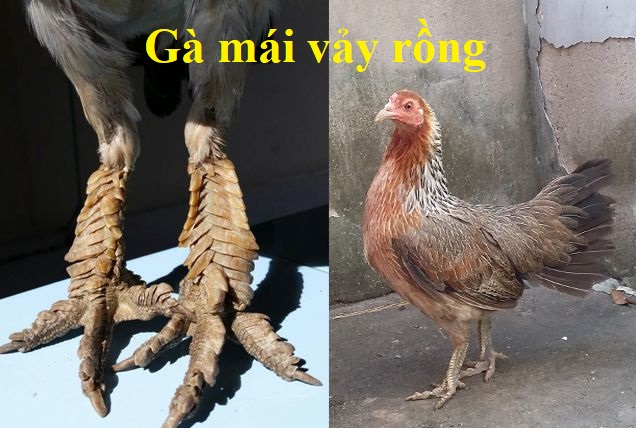 gamaivayrong1