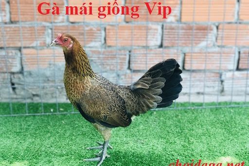 gà mái giống