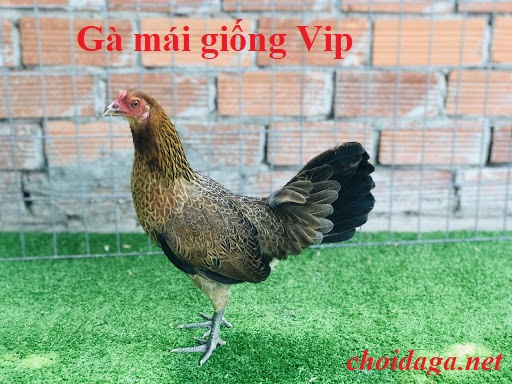 mainocvip