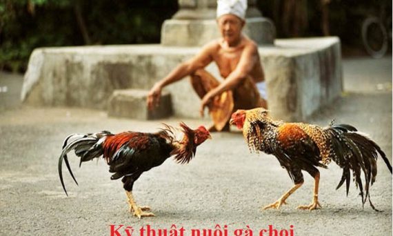 Nuôi gà chọi