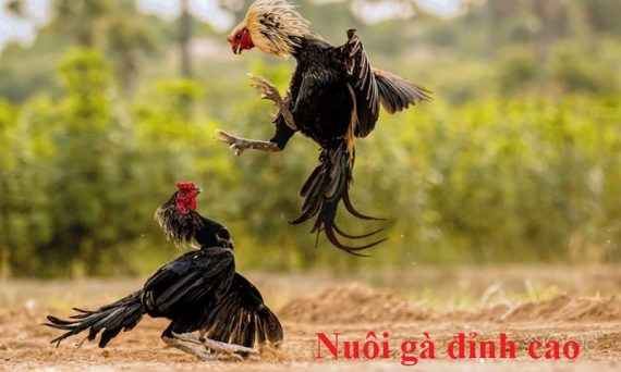 Nuôi gà đỉnh cao