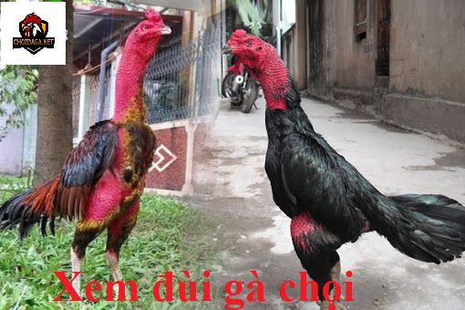 Xem đùi gà chọi