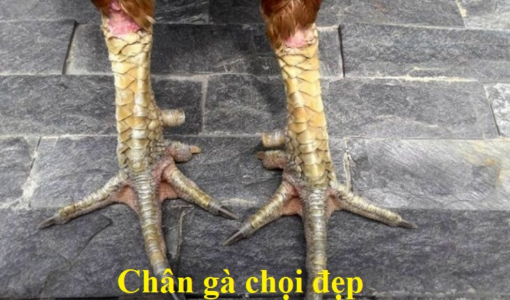 chân gà chọi đẹp