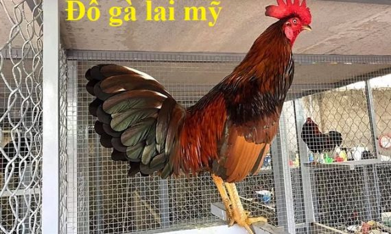 đỗ gà lai mỹ