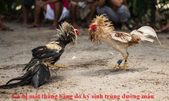 Gà bị mất thăng bằng