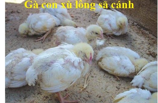 Gà con xù lông