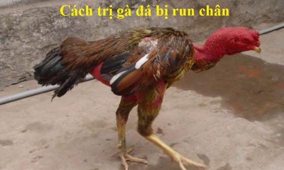 gà đá bị run chân