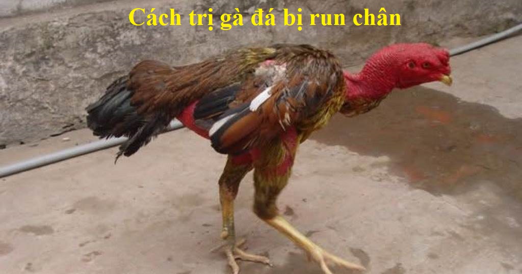 gà đá bị run chân