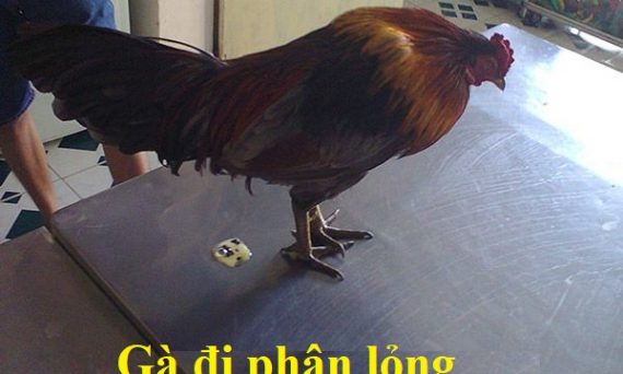 Gà đi phân lỏng