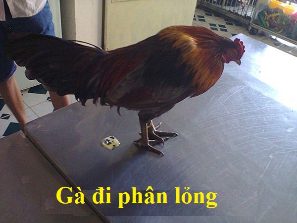 Gà đi phân lỏng