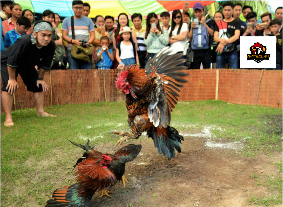 Lễ hội đá gà