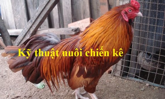 Nuôi chiến kê