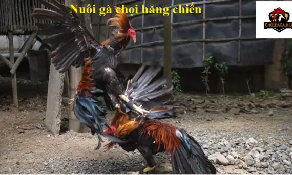 Nuôi gà hăng chiến