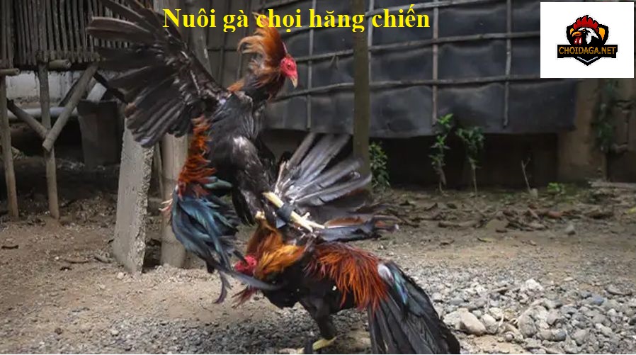 Nuôi gà hăng chiến