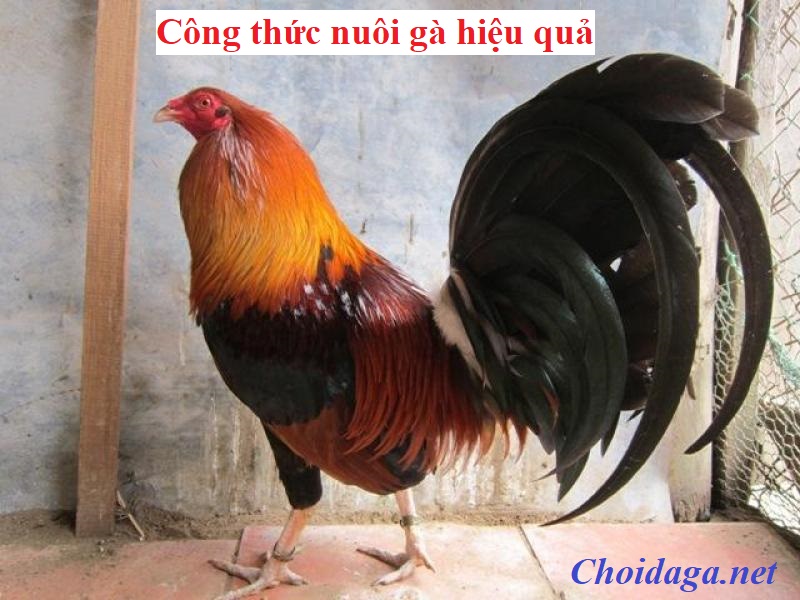 Nuôi gà hiệu quả