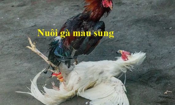 Nuôi gà mau sung